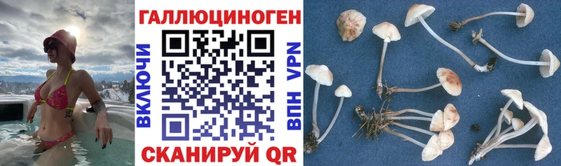 Псилоцибиновые грибы Cubensis darknet телеграм Балашов